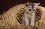 Somali Kitten