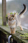 Somali kitten