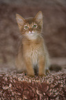 Somali kitten