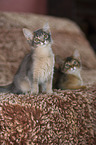 2 Somali kitten