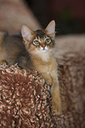 Somali kitten