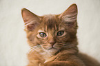 Somali Kitten Portrait