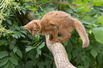 climbing Somali Kitten