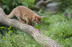 climbing Somali Kitten