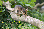 climbing Somali Kitten