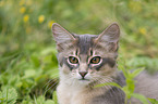 Somali Kitten Portrait