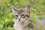 Somali Kitten Portrait