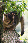 Somali Kitten