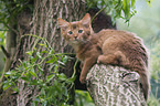 Somali Kitten