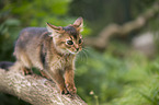 climbing Somali Kitten