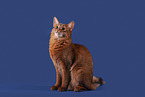 Somali Cat