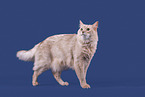 Somali Cat