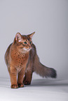 Somali Cat