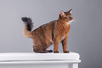 Somali Cat