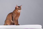 Somali Cat