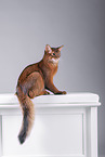 Somali Cat