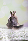 Somali Cat