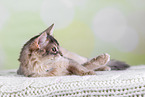 Somali Cat