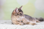 Somali Cat