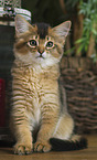 somalian cat kitten