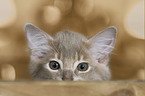 Somalian cat