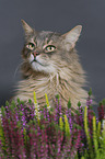 Somalian cat