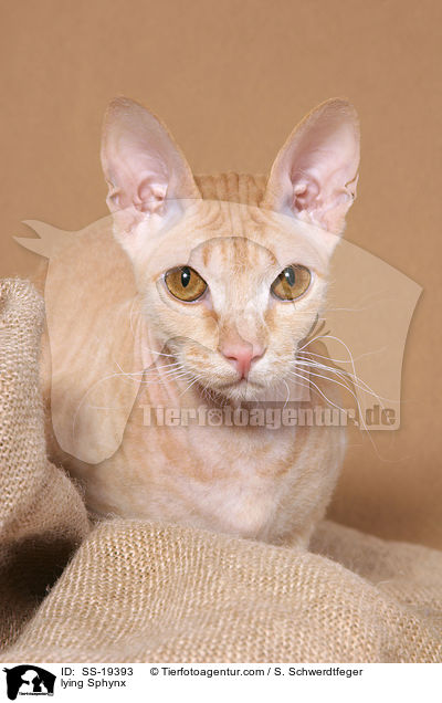 liegende Sphynx / lying Sphynx / SS-19393