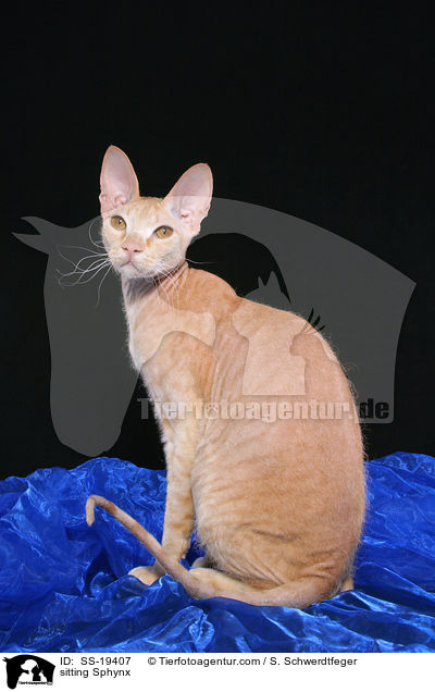 sitzende Sphynx / sitting Sphynx / SS-19407