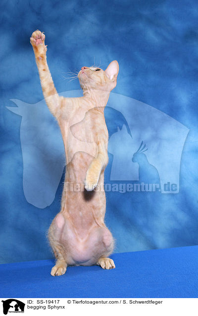 Sphynx macht M�nnchen / begging Sphynx / SS-19417