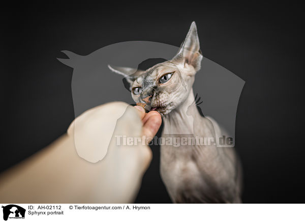 Sphynx Portrait / Sphynx portrait / AH-02112