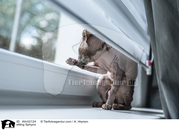 sitzende Sphynx / sitting Sphynx / AH-02124