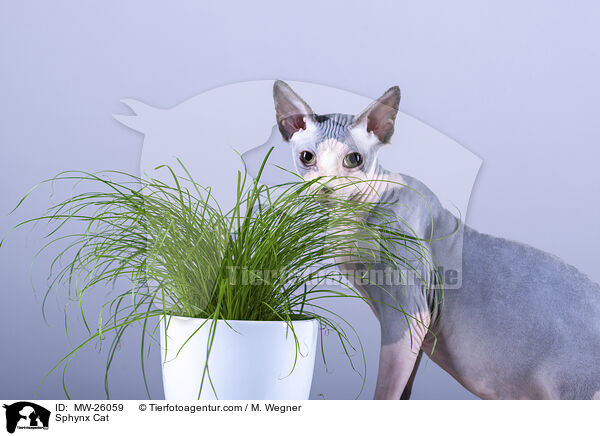 Sphynx Katze / Sphynx Cat / MW-26059