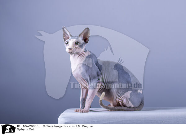 Sphynx Katze / Sphynx Cat / MW-26065
