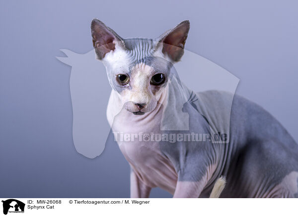 Sphynx Katze / Sphynx Cat / MW-26068