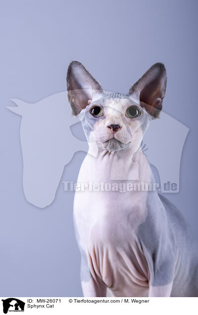 Sphynx Katze / Sphynx Cat / MW-26071