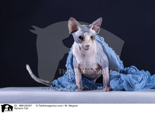 Sphynx Katze / Sphynx Cat / MW-26087