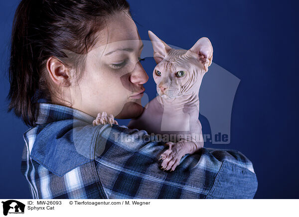 Sphynx Katze / Sphynx Cat / MW-26093