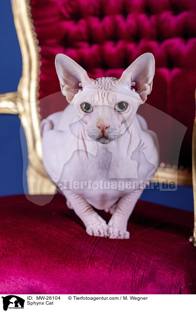 Sphynx Katze / Sphynx Cat / MW-26104