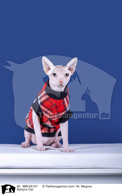 Sphynx Katze / Sphynx Cat / MW-26107