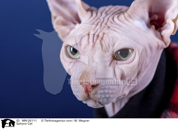 Sphynx Katze / Sphynx Cat / MW-26111