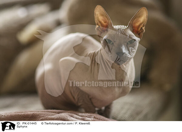 Sphynx / Sphynx / PK-01445