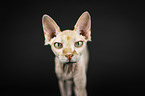 Sphynx