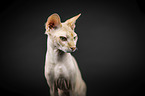 Sphynx