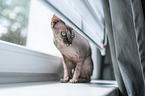 sitting Sphynx