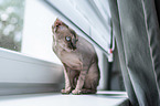 sitting Sphynx