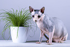 Sphynx Cat