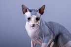 Sphynx Cat