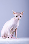 Sphynx Cat