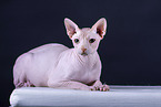 Sphynx Cat