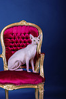 Sphynx Cat